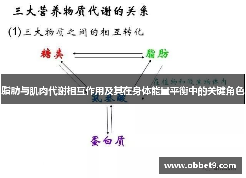 脂肪与肌肉代谢相互作用及其在身体能量平衡中的关键角色